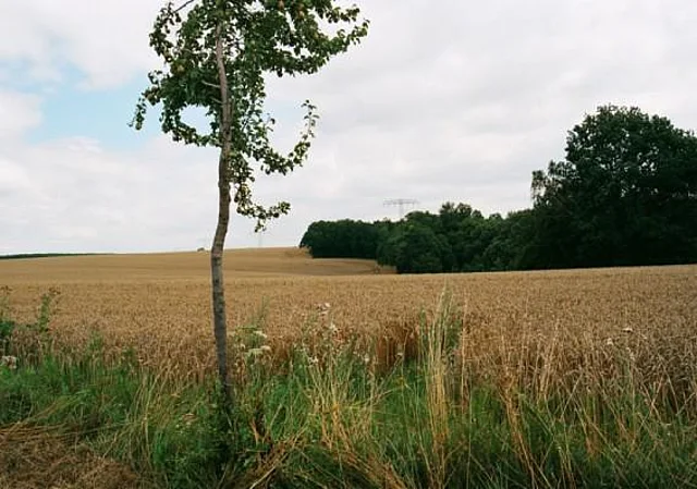 Weizenfeld