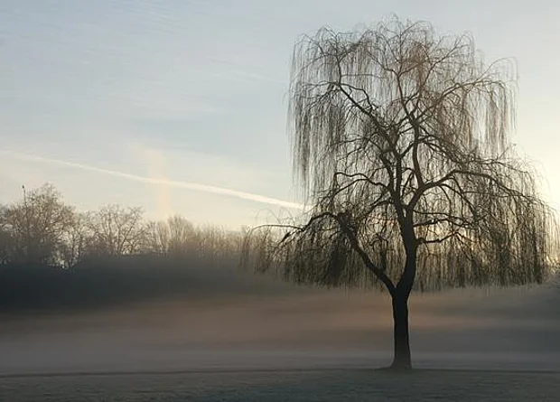 Ziegelwiese nach Osten 