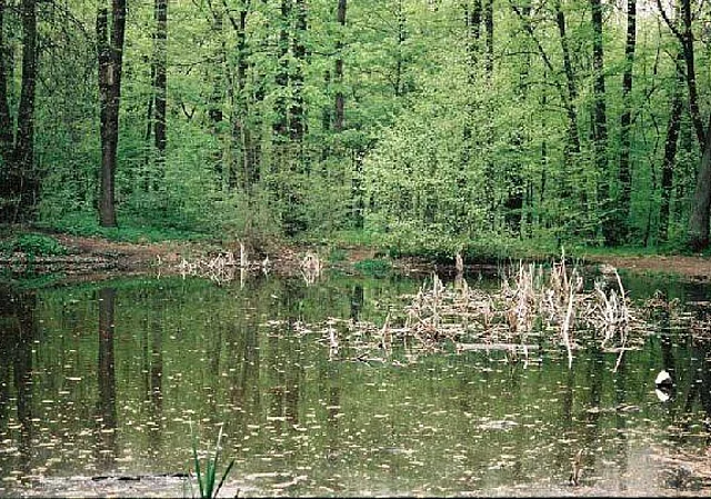 Teich Blick nach Westen
