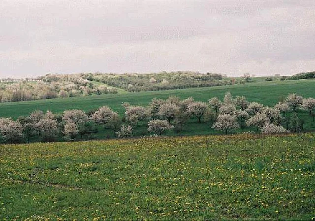Wiesen Blick nach Süden