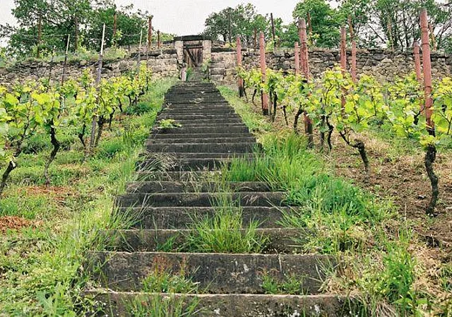 Treppe am Weinberg